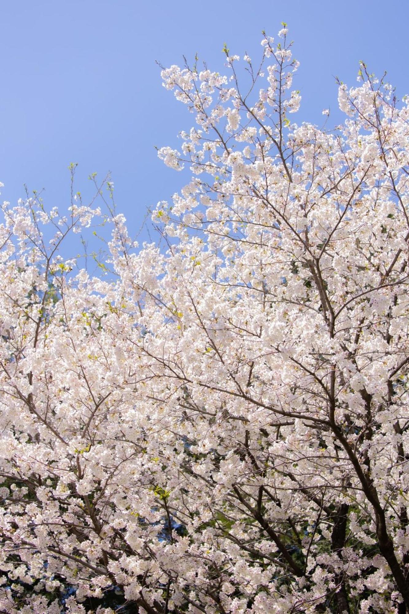Higashi Kumamoto Business Center Hotel Ōzu Екстериор снимка